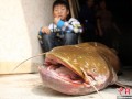 搜索图片   重庆现45斤“鲶鱼王”