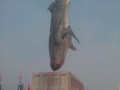 山东日照一渔民捕获2万斤重特大鲨鱼